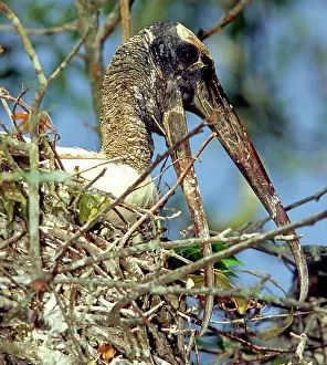 Flint: Wood Stork