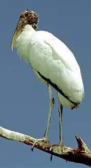 Mycteria: Wood Stork