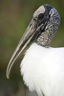 Mycteria: Wood Stork