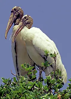 Interacting: Wood Stork adult pair in nest