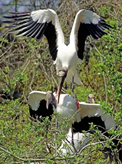Interacting: Wood Stork adults mating