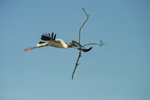 Mycteria: Wood Stork Carrying Branch for Nesting