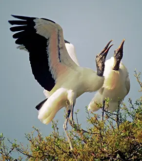 Interacting: Wood Stork courtship display