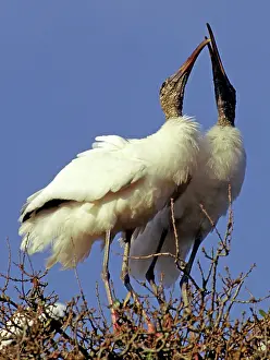 Interacting: Wood Stork courtship display