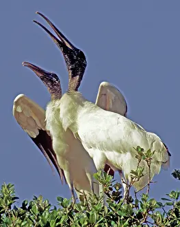 Interacting: Wood Stork courtship display