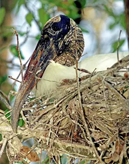 Brooding: Wood Stork incubating eggs
