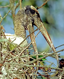 Brooding: Wood Stork incubating eggs