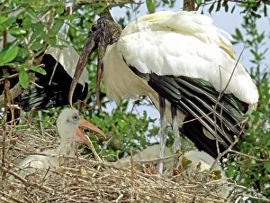 Nestlings: Wood Stork (Mycteria americana)