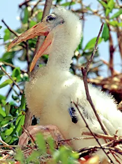 Nestlings: Wood Stork (Mycteria americana)