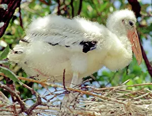 Nestlings: Wood Stork (Mycteria americana)