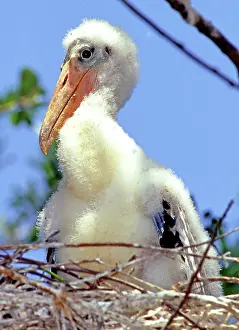 Nestlings: Wood Stork (Mycteria americana)