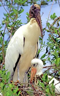 Nestlings: Wood Stork (Mycteria americana)