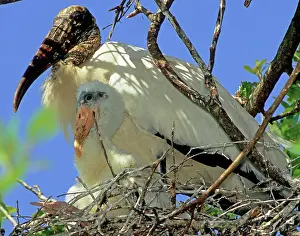 Mycteria: Wood Stork in Nest with Young