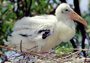 Mycteria: Wood Stork Nestling