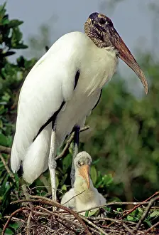 Nestling: Wood Stork with nestling