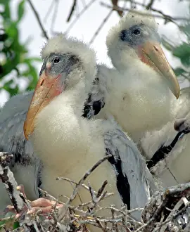 Nestlings: Wood Stork Nestlings