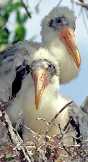 Nestlings: Wood Stork Nestlings