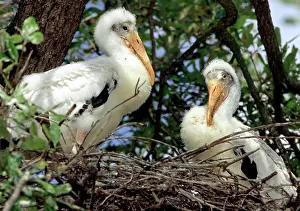 Nestlings: Wood Stork Nestlings