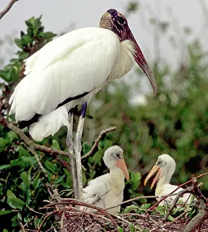 Nestling: Wood Stork with nestlings