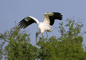 Sticks: Wood Storks