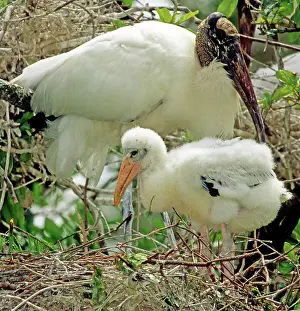 Flint: Wood Storks