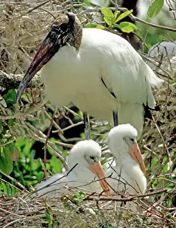 Flint: Wood Storks