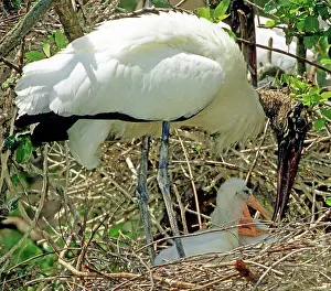 Flint: Wood Storks