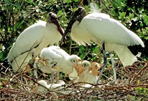 Flint: Wood Storks