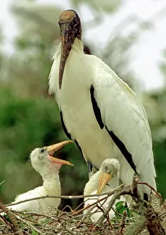 Flint: Wood Storks