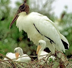 Flint: Wood Storks
