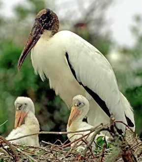 Flint: Wood Storks