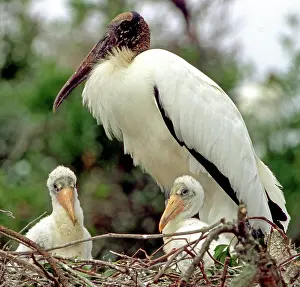 Flint: Wood Storks