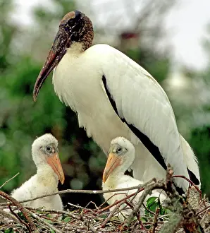 Flint: Wood Storks
