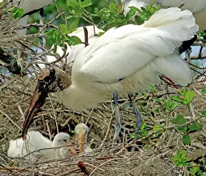 Flint: Wood Storks