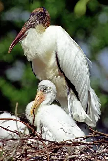 Flint: Wood Storks