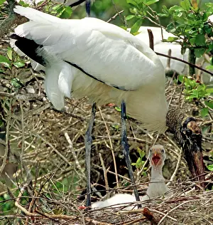 Flint: Wood Storks