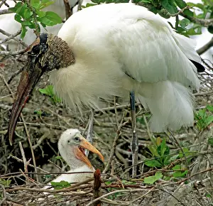 Flint: Wood Storks