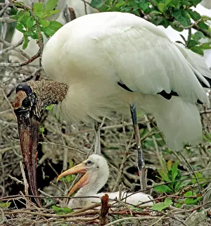 Flint: Wood Storks