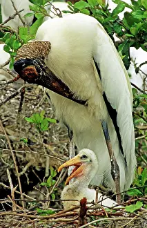 Flint: Wood Storks