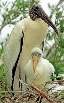 Flint: Wood Storks