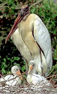 Flint: Wood Storks