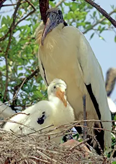 Flint: Wood Storks