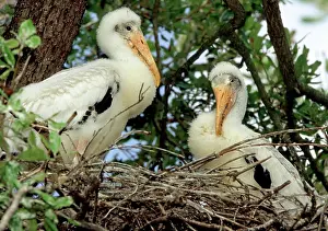 Flint: Wood Storks