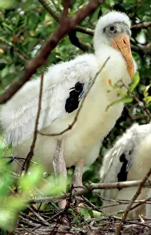 Flint: Wood Storks