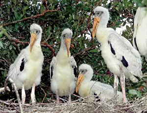 Flint: Wood Storks