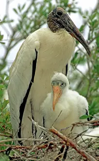 Flint: Wood Storks