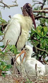 Flint: Wood Storks