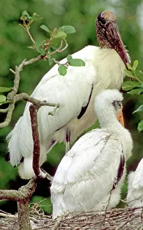 Flint: Wood Storks
