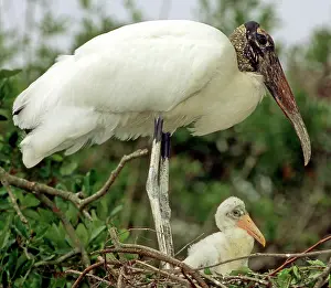Flint: Wood Storks
