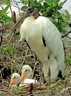Flint: Wood Storks